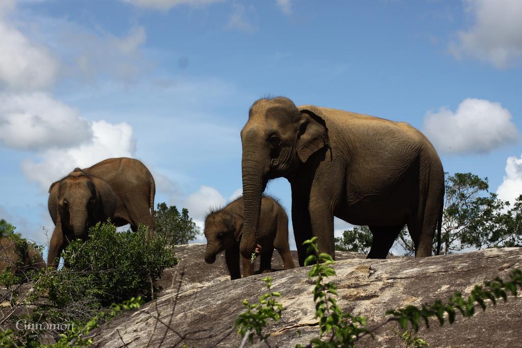 Cinnamon Wild Parque nacional Yala Exterior foto